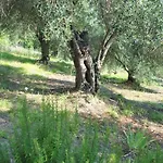 Helios Splendid