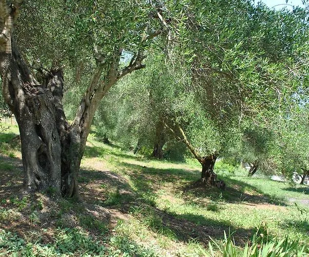 黑里欧司锦绣公寓 布卡里