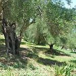 Helios Splendid בוקארי