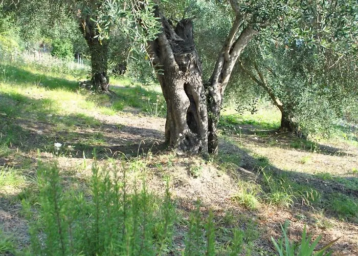 Helios Splendid
